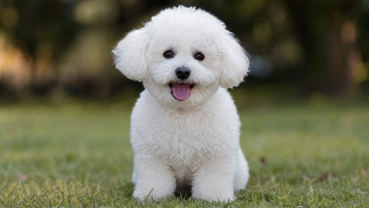 Bichon Frise puppy for related breed weight comparison