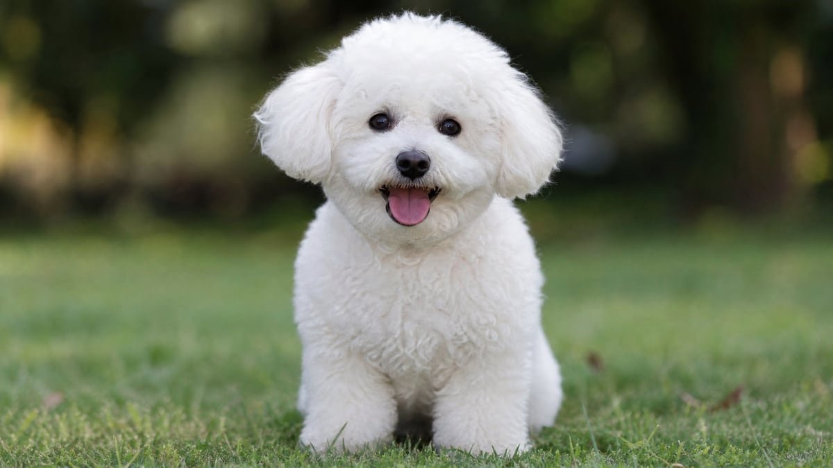 Bichon Frise puppy for related breed weight comparison