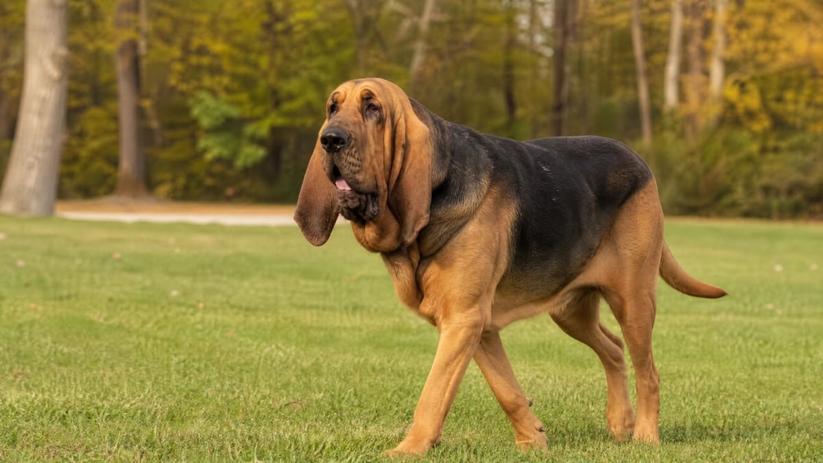 Bloodhound puppy breed detail hero image