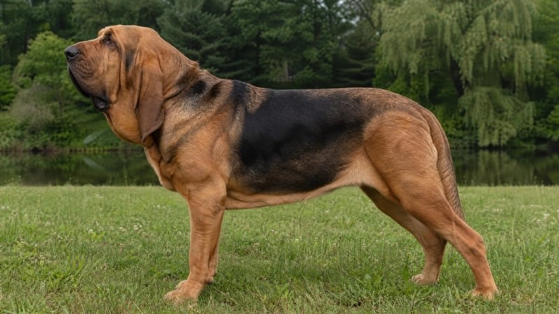 Bloodhound puppy body condition snapshot for growth tracking