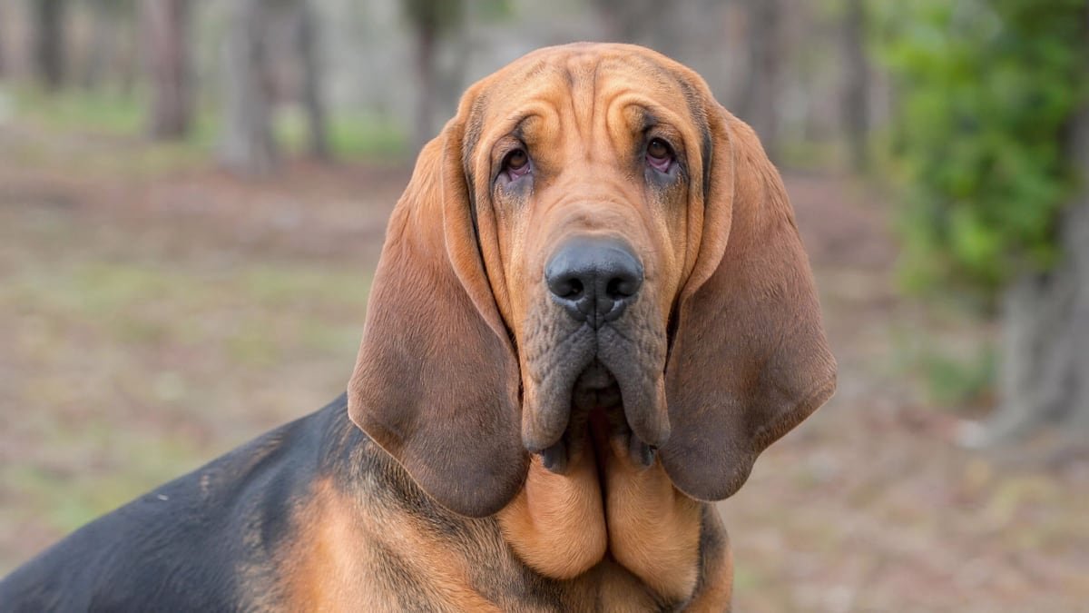 Bloodhound puppy related breed card image