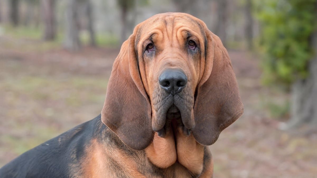 Bloodhound puppy related breed card image