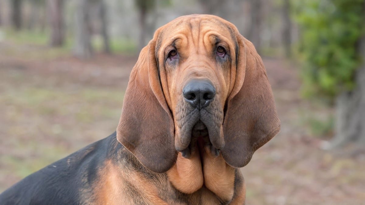 Bloodhound puppy related breed card image