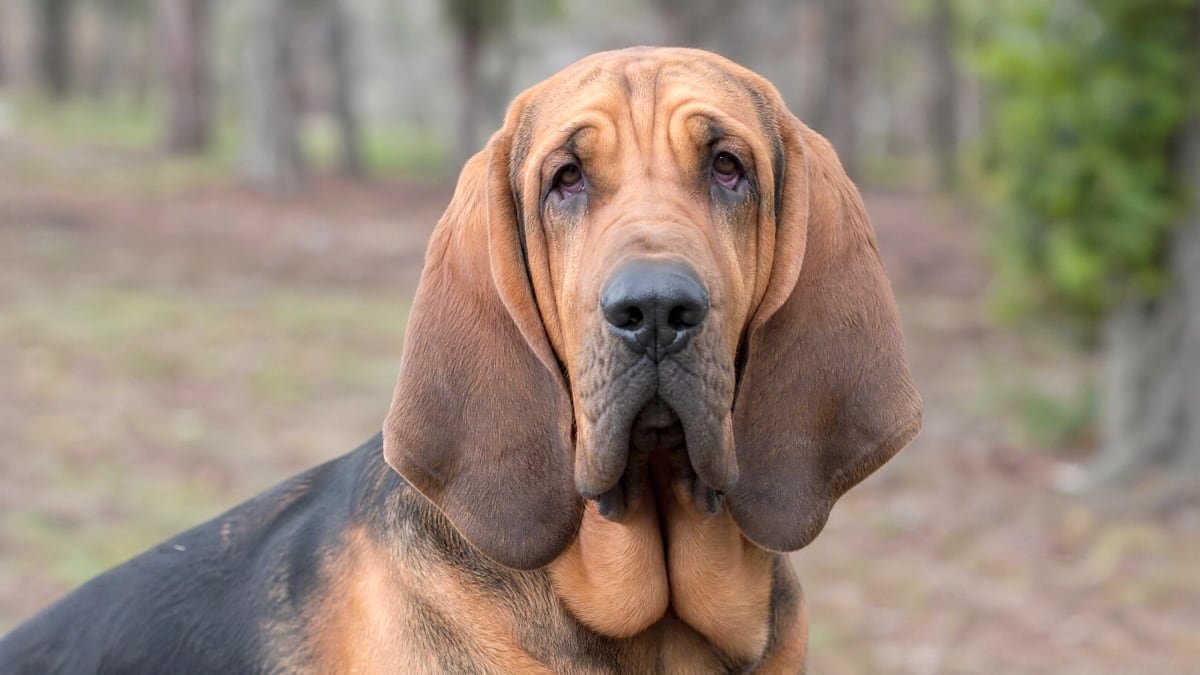 Bloodhound puppy related breed card image