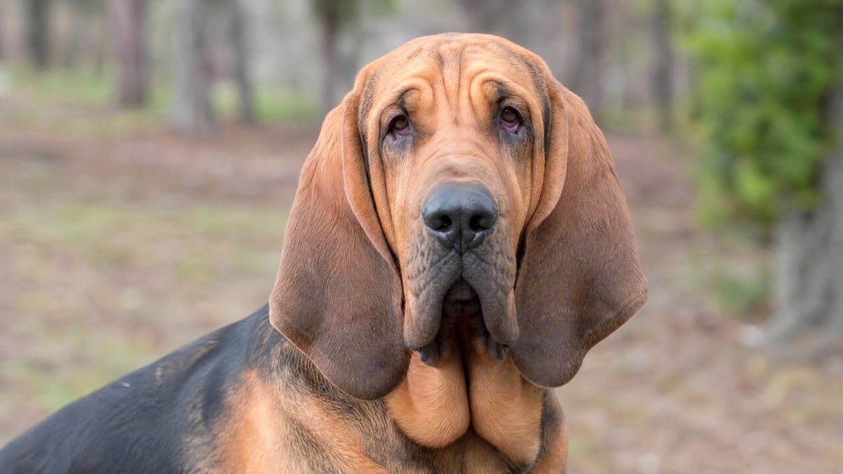 Bloodhound puppy related breed card image