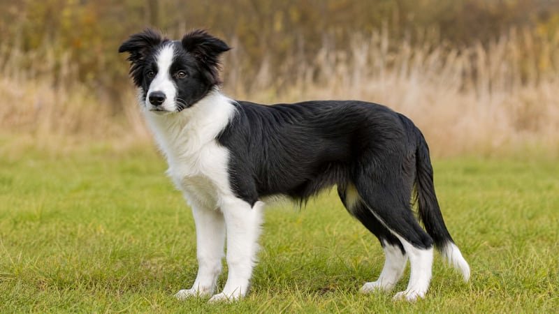 Border Collie puppy body condition snapshot for growth tracking