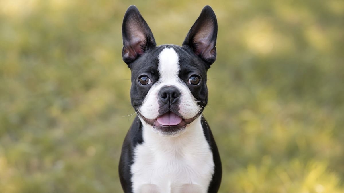 Boston Terrier puppy for related breed weight comparison