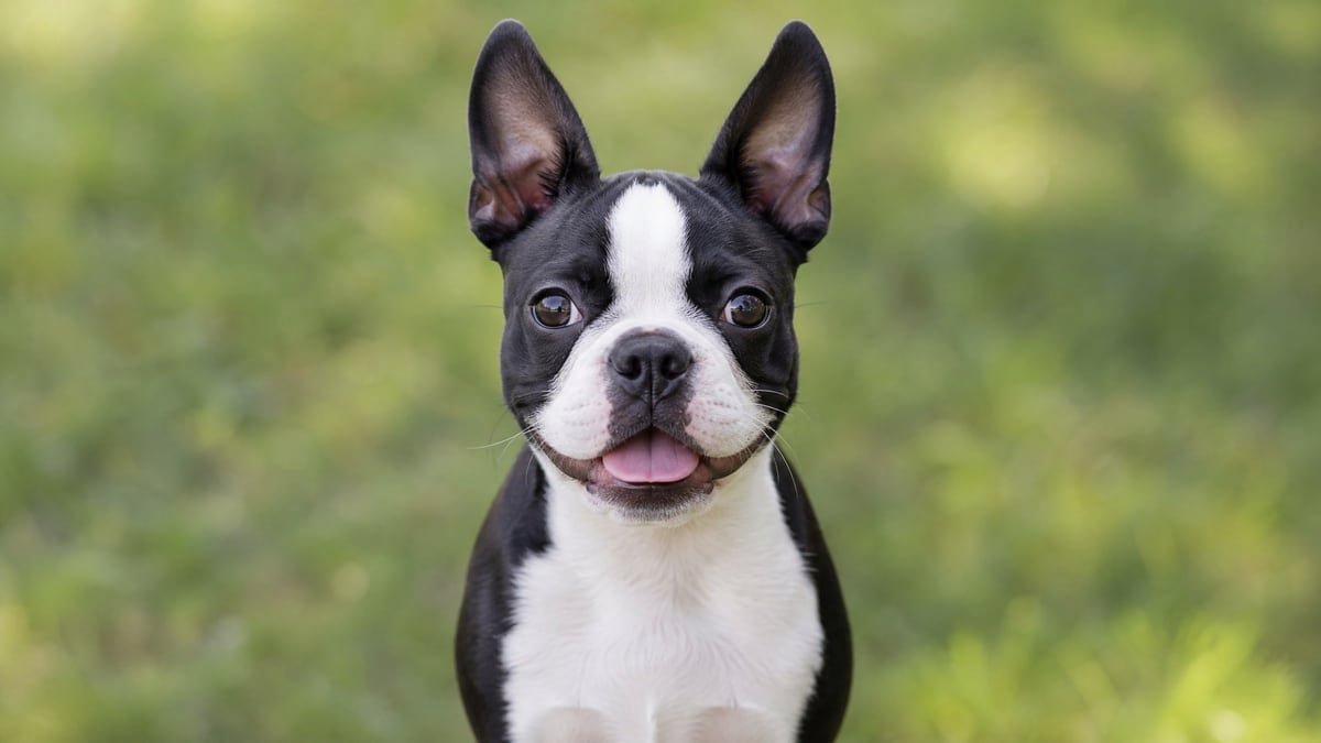 Boston Terrier puppy for related breed weight comparison