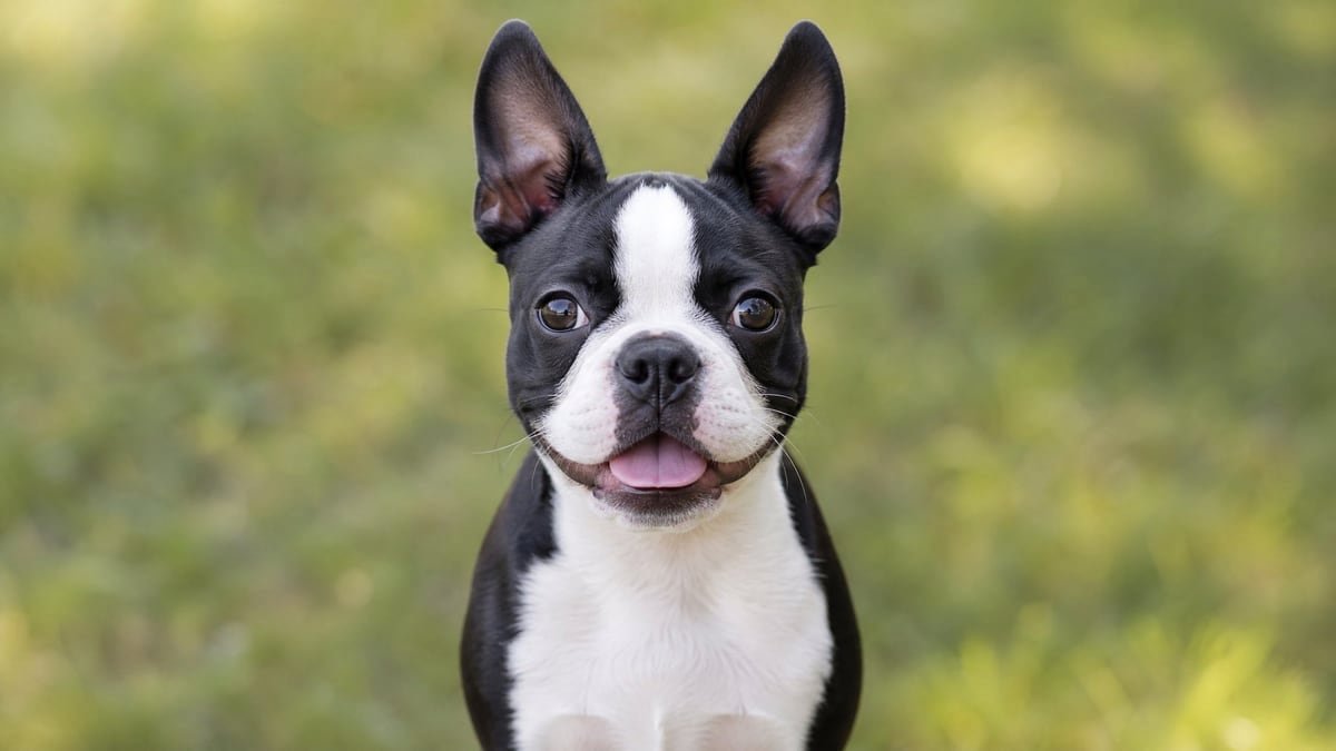 Boston Terrier puppy for related breed weight comparison