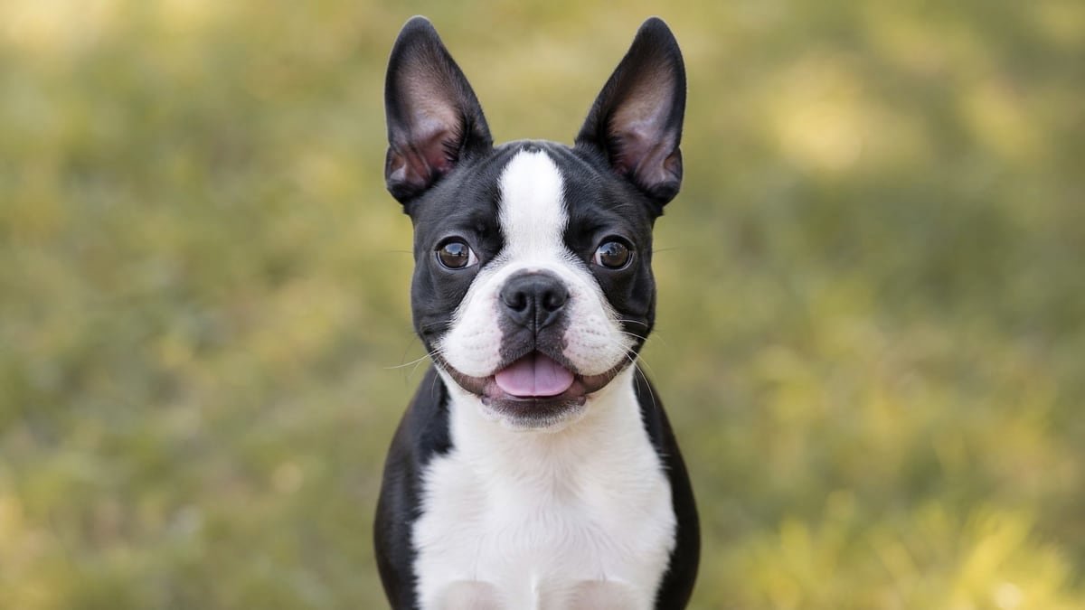 Boston Terrier puppy for related breed weight comparison