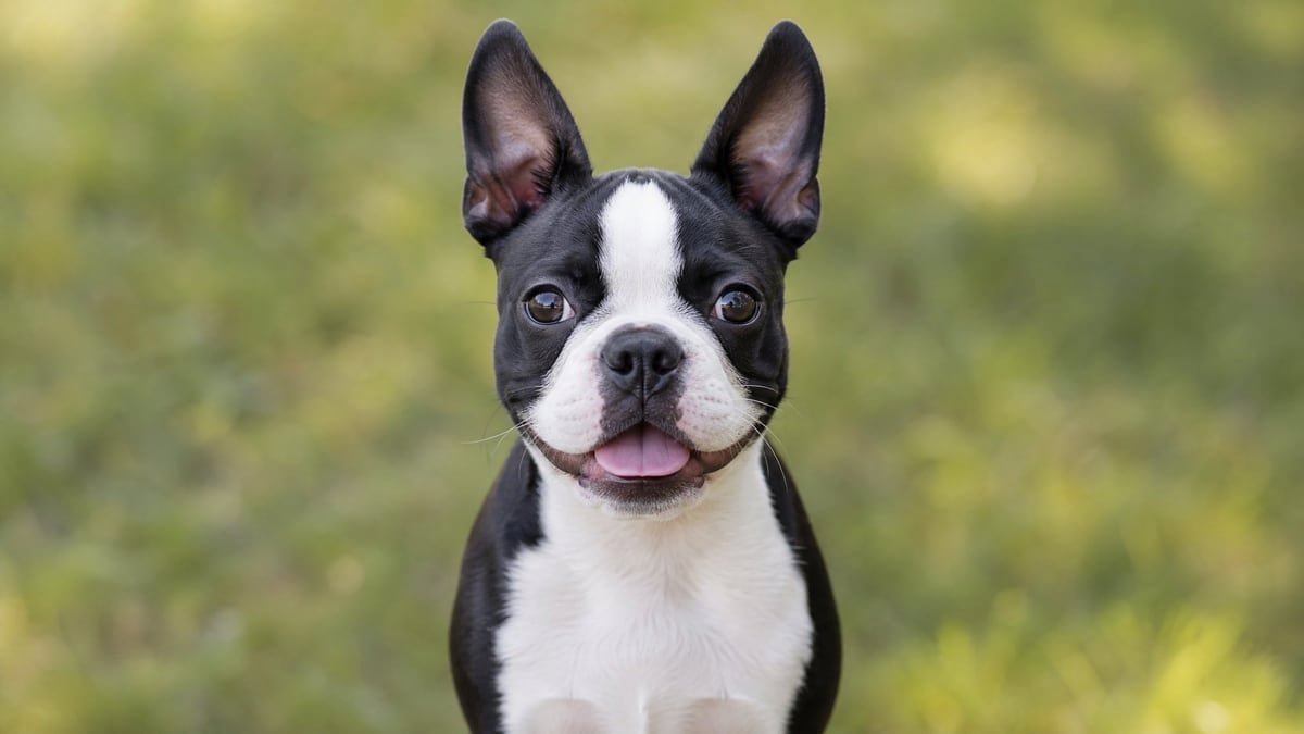 Boston Terrier puppy for related breed weight comparison