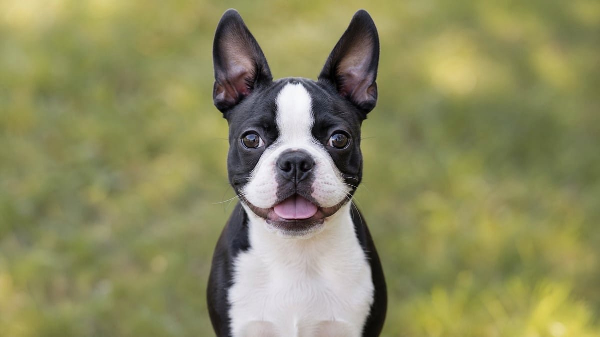 Boston Terrier puppy for related breed weight comparison
