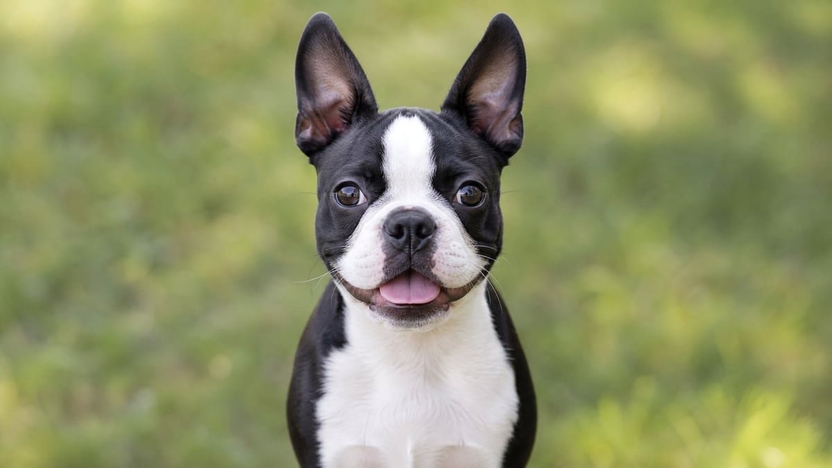 Boston Terrier puppy for related breed weight comparison