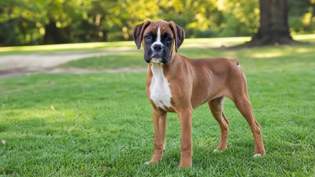 Boxer puppy for the Boxer weight chart and growth guide