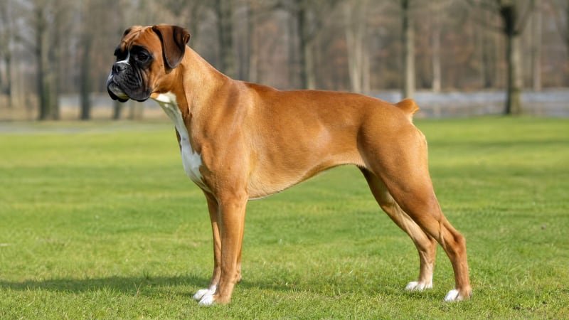 Boxer puppy body condition snapshot for growth tracking