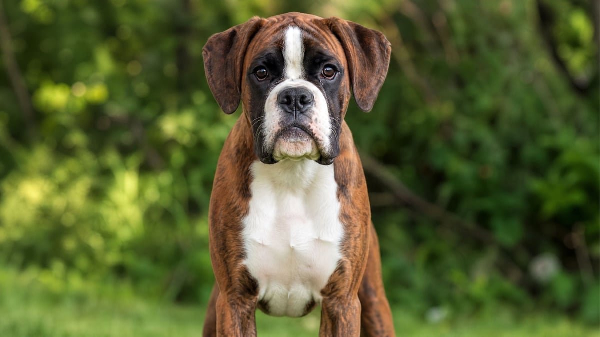 Boxer puppy for related breed weight comparison