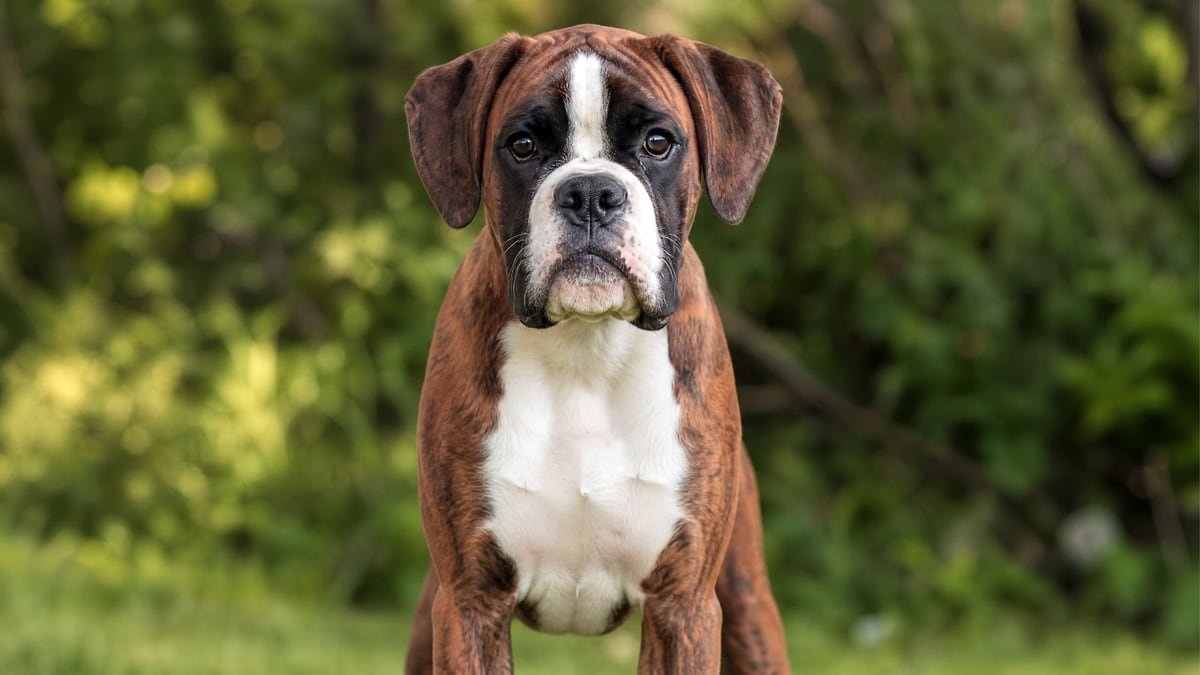 Boxer puppy for related breed weight comparison