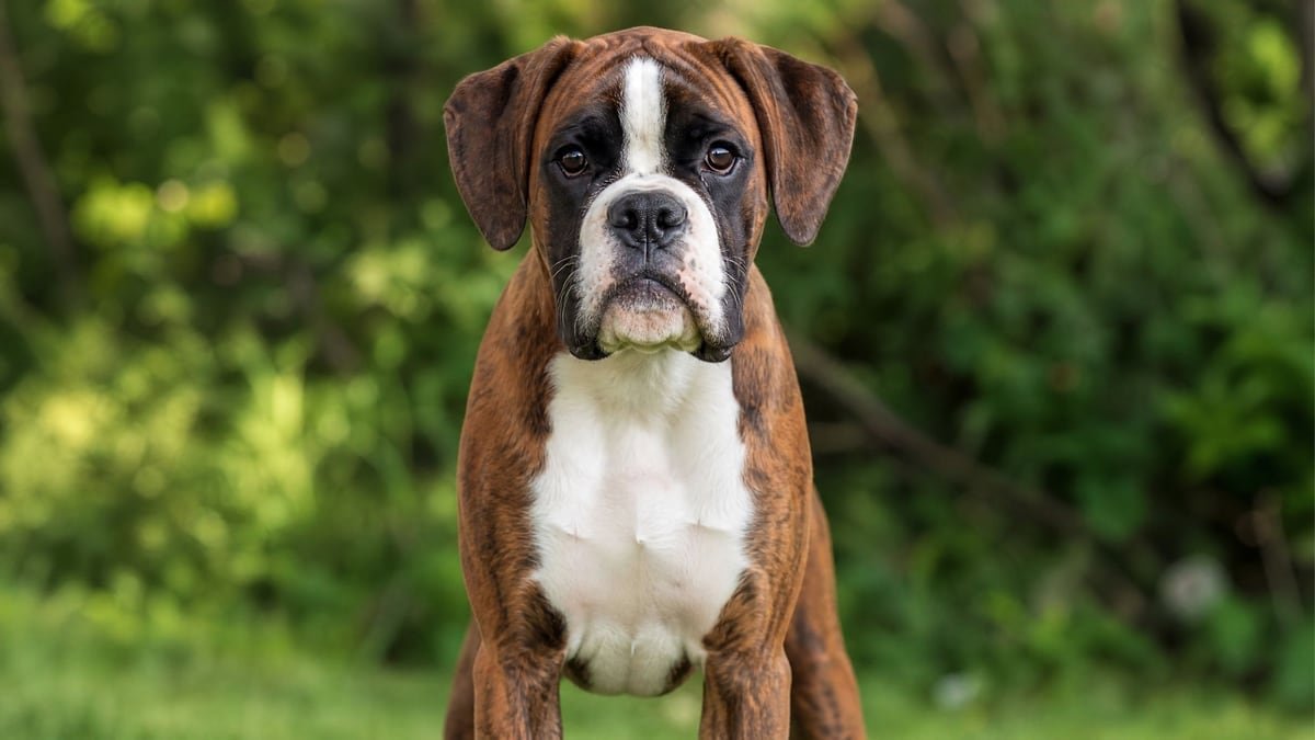 Boxer puppy for related breed weight comparison