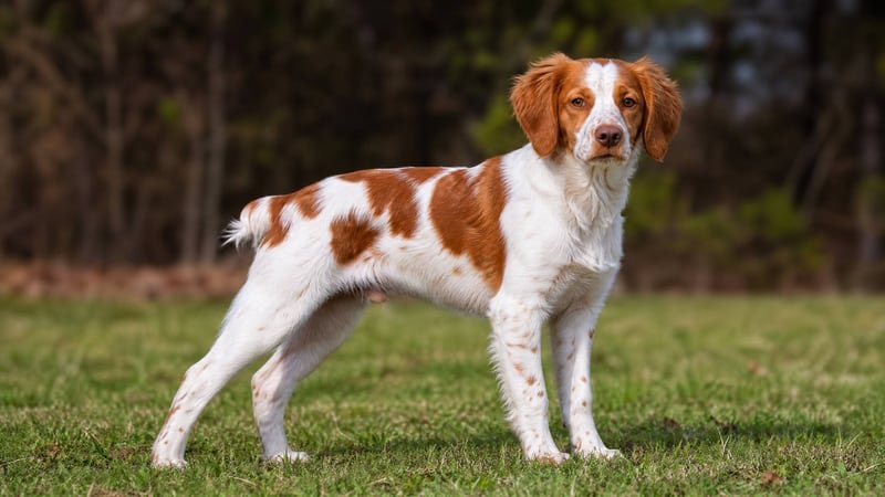 Brittany puppy body condition snapshot for growth tracking
