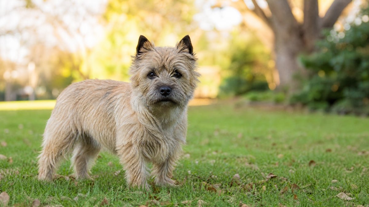 Cairn Terrier puppy breed detail hero image