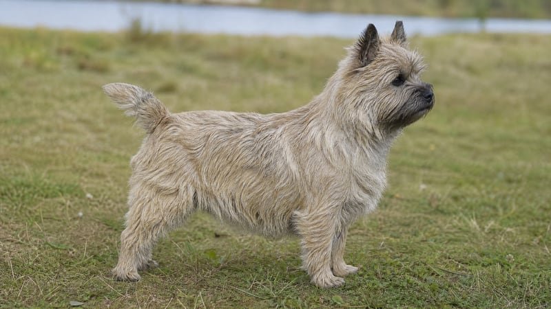 Cairn Terrier puppy body condition snapshot for growth tracking