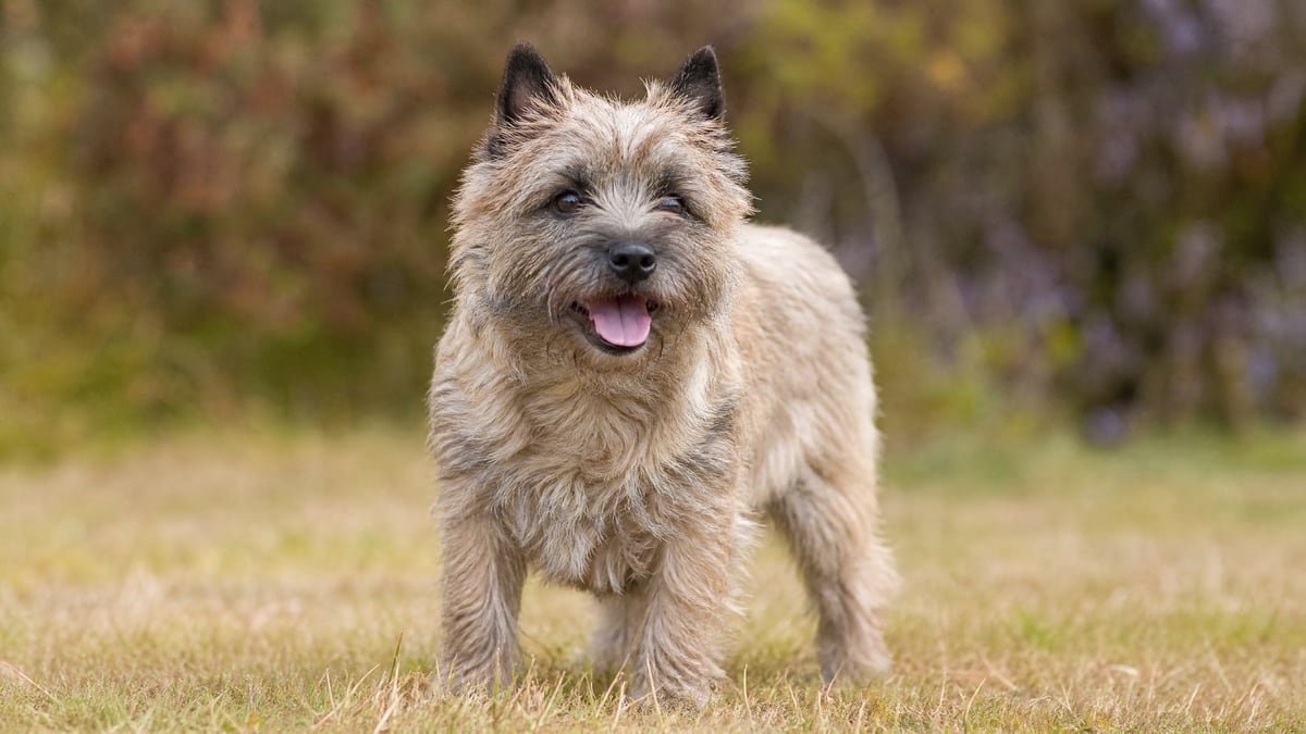 Cairn Terrier puppy related breed card image