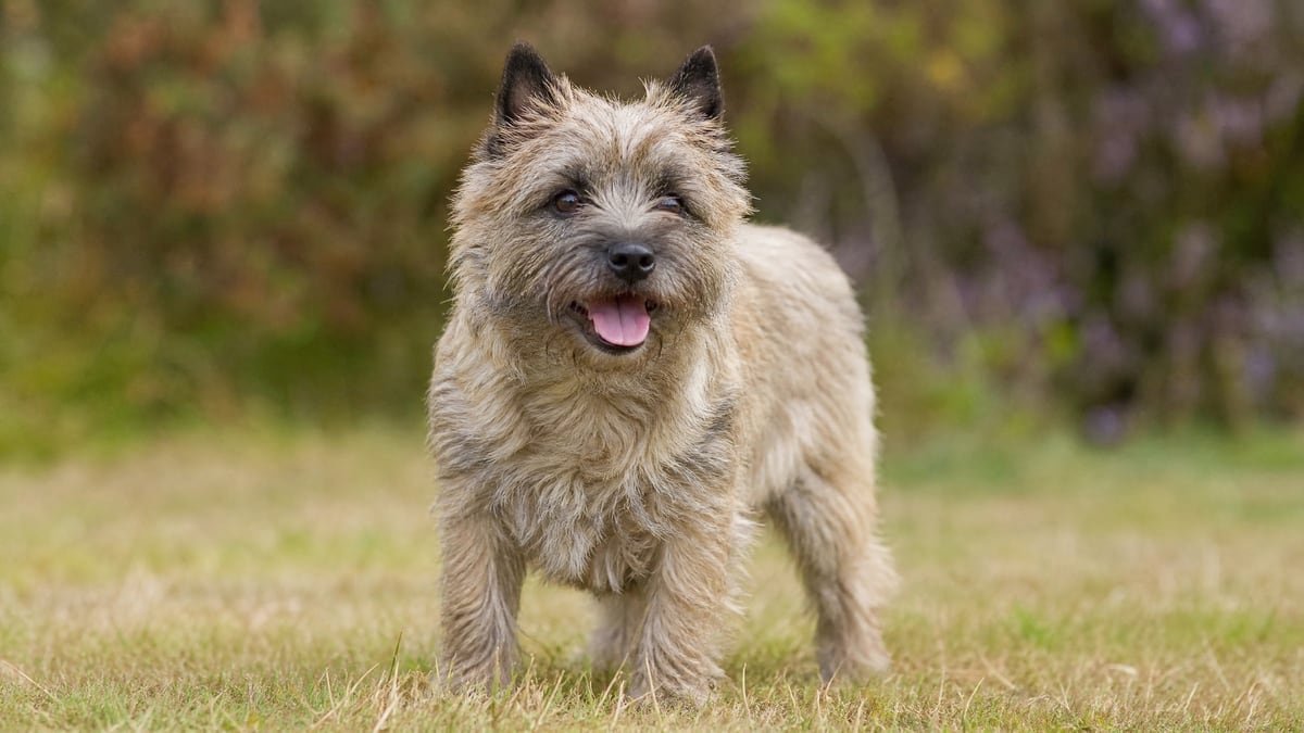 Cairn Terrier puppy related breed card image