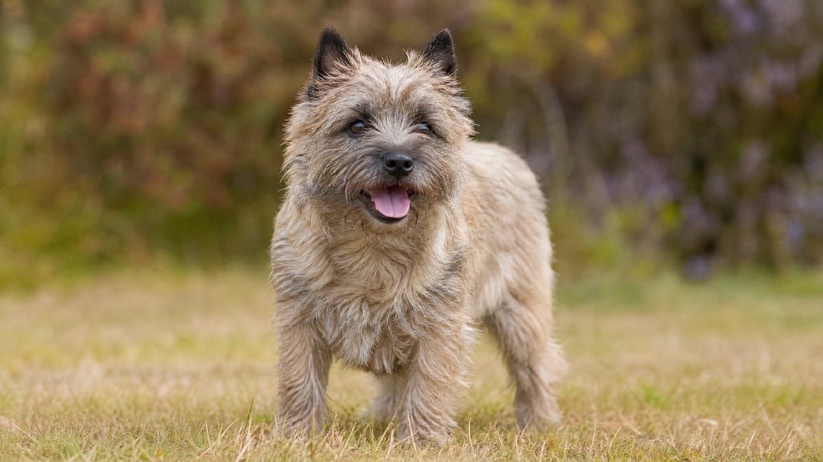 Cairn Terrier puppy related breed card image