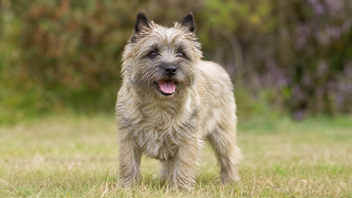 Cairn Terrier puppy related breed card image