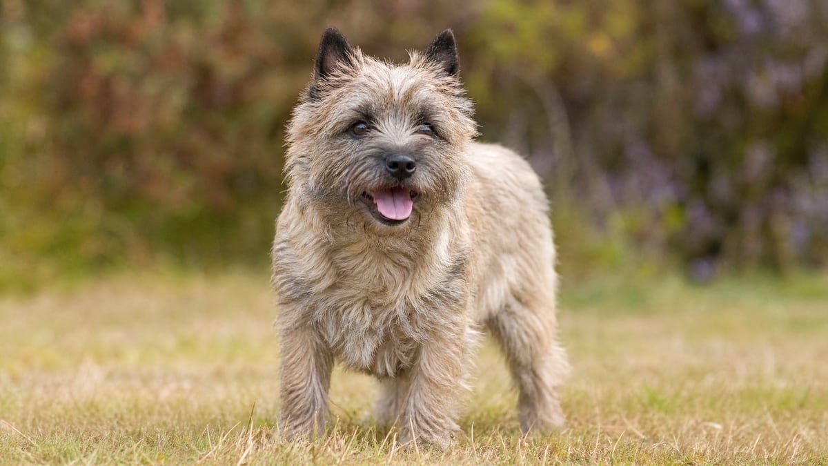 Cairn Terrier puppy related breed card image
