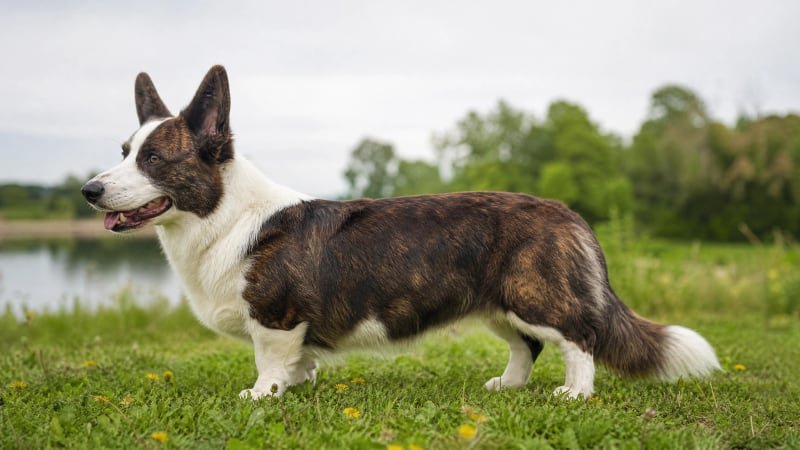 Cardigan Welsh Corgi puppy body condition snapshot for growth tracking