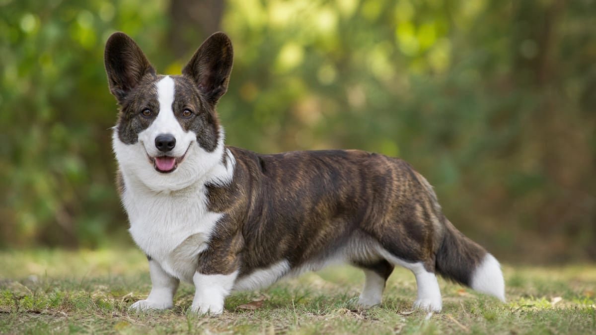 Cardigan Welsh Corgi puppy related breed card image
