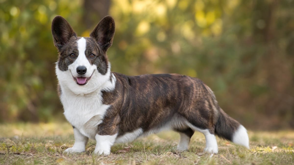 Cardigan Welsh Corgi puppy related breed card image