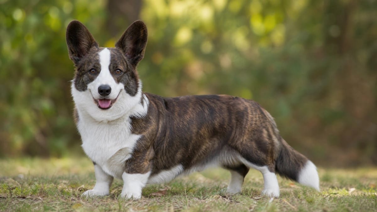 Cardigan Welsh Corgi puppy related breed card image