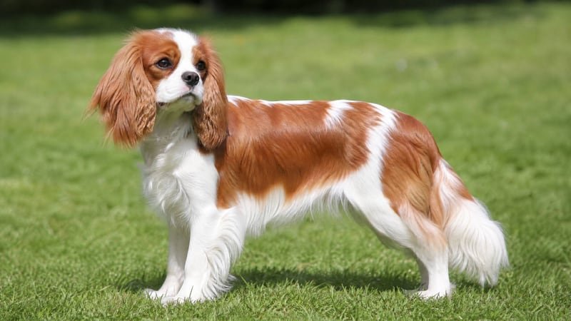Cavalier King Charles Spaniel puppy body condition snapshot for growth tracking