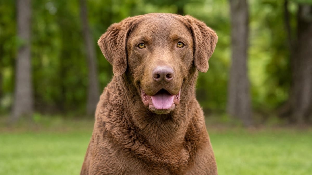 Chesapeake Bay Retriever puppy related breed card image