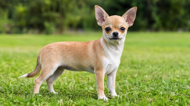 Chihuahua puppy body condition snapshot for growth tracking