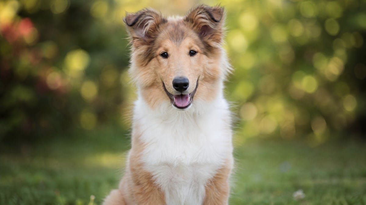Collie puppy for related breed weight comparison