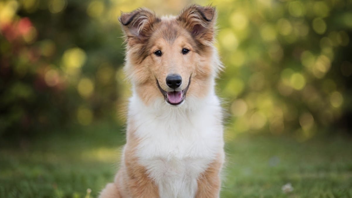 Collie puppy for related breed weight comparison
