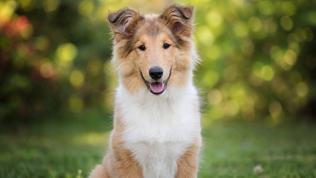Collie puppy for related breed weight comparison