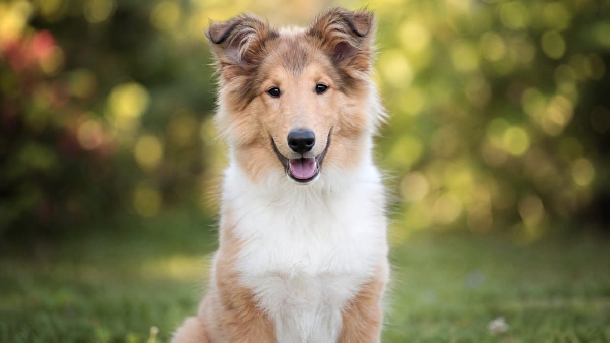 Collie puppy for related breed weight comparison