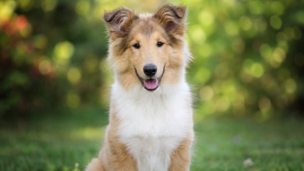 Collie puppy for related breed weight comparison