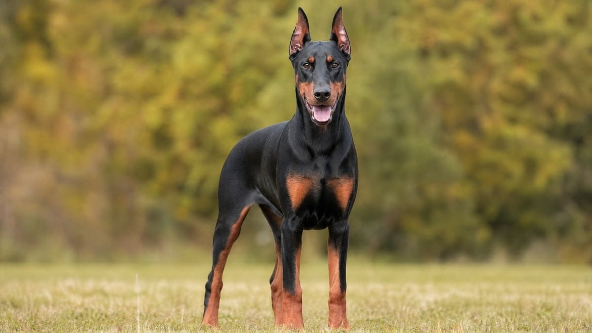 Doberman Pinscher puppy for related breed weight comparison