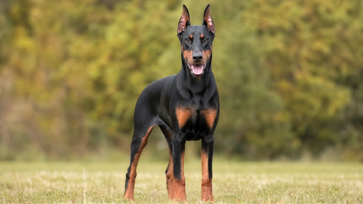 Doberman Pinscher puppy for related breed weight comparison