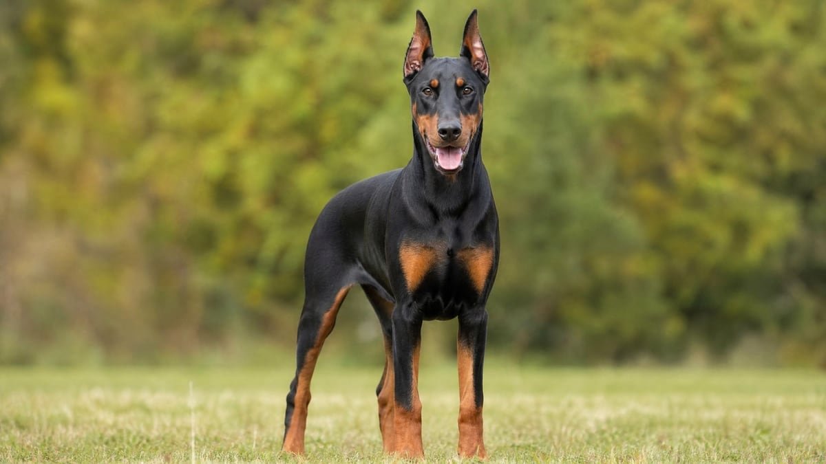 Doberman Pinscher puppy for related breed weight comparison