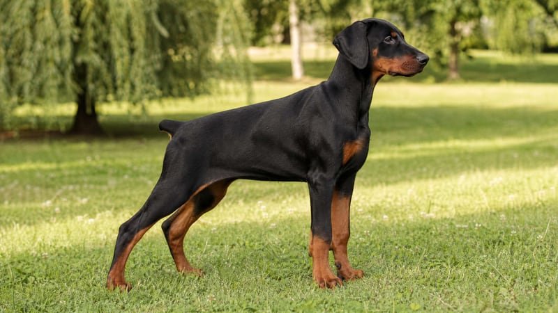 Doberman Pinscher puppy body condition snapshot for growth tracking