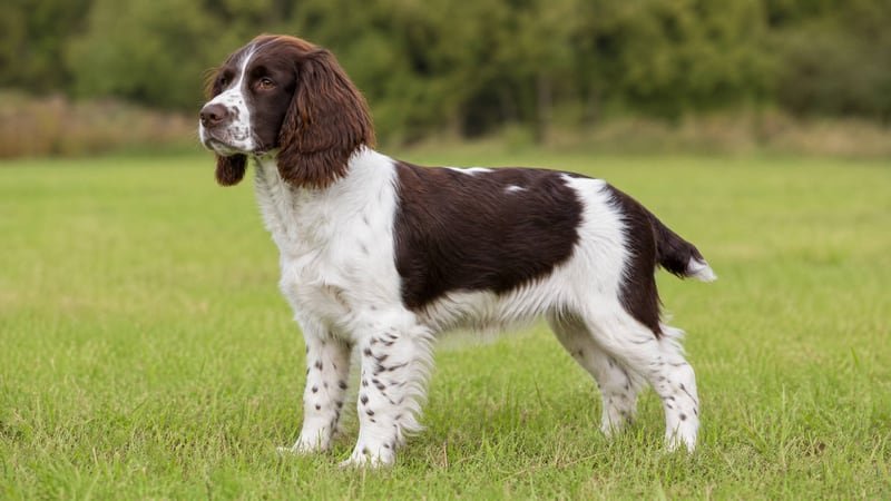 English Springer Spaniel puppy body condition snapshot for growth tracking