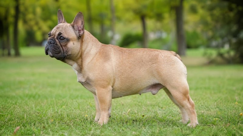 French Bulldog puppy body condition snapshot for growth tracking