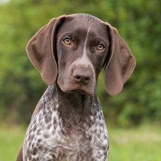 German Shorthaired Pointer puppy for the German Shorthaired Pointer weight guide