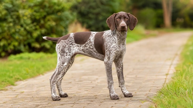 German Shorthaired Pointer puppy for the German Shorthaired Pointer weight guide